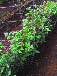 wire tomato cages in brown dirt with green tomato plants inside